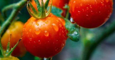 Tips for Growing Supersweet 100 Tomatoes - gardenerspath.com - state Minnesota - state Indiana