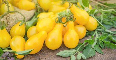 Tips for Growing Perfect Yellow Pear Tomatoes - gardenerspath.com - state Virginia - state Tennessee
