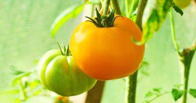 Tips for Growing Heirloom ‘Kellogg’s Breakfast’ Tomatoes - gardenerspath.com