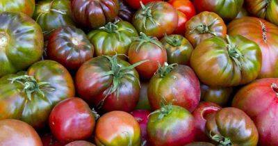 How to Grow ‘Cherokee Purple’ Tomatoes - gardenerspath.com