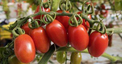How to Make Homegrown Tomatoes Turn Red - gardenerspath.com
