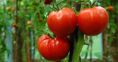 Learn How to Grow the Best Tomatoes | Gardener's Path - gardenerspath.com - Italy - Spain - Mexico