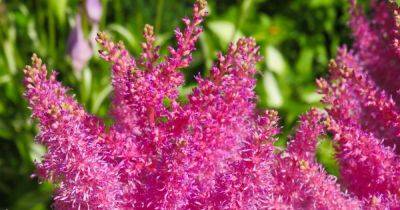 How to Propagate Astilbe Flowers Through Division - gardenerspath.com