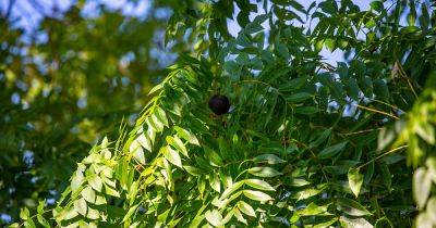 How to Grow and Care for Black Walnut Trees - gardenerspath.com - Usa