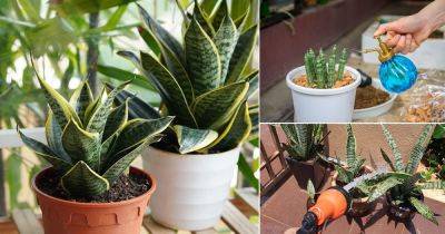 How Often to Water a Snake Plant | Snake Plant Watering Tips - balconygardenweb.com