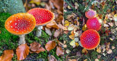 Everything About Growing Fly Agaric Mushrooms - balconygardenweb.com