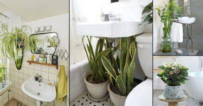 28 Best Indoor Plants for Bathroom - balconygardenweb.com - city Sansevieria