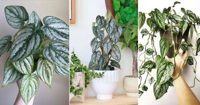 Philodendron Brandi Care and Growing Guide - balconygardenweb.com