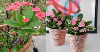 Crown Of Thorns Plant Care | Growing Crown Of Thorns - balconygardenweb.com - Madagascar
