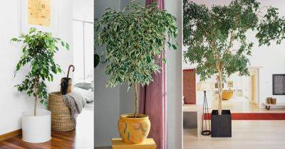 How to Grow Ficus Benjamina Indoors | Growing Weeping Fig - balconygardenweb.com - Australia