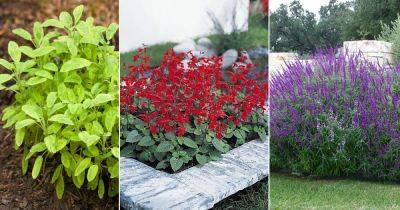 16 Best Types of Sage Varieties to Grow in Your Garden - balconygardenweb.com - Italy