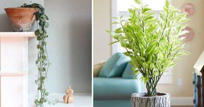 22 Shade Tolerant Succulents To Grow Where Nothing Grows - balconygardenweb.com - city Sansevieria