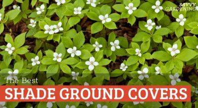 Shade Ground Cover Plants for Your Yard - savvygardening.com