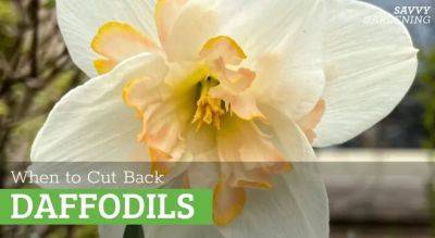 When to Cut Back Daffodils: Why It's Important to Time Your Trim - savvygardening.com