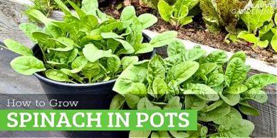 Growing Spinach in Containers: A Seed to Harvest Guide - savvygardening.com - Switzerland