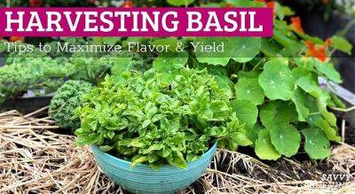 Harvesting Basil: Tips to Maximize Flavor and Yield - savvygardening.com - Thailand