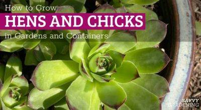 Growing Hens and Chicks Plants in Gardens and Containers - savvygardening.com - Usa - county Garden