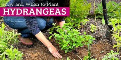 When to Plant Hydrangeas: A Guide to Planting this Classic Shrub - savvygardening.com - France