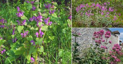 14 Beautiful Weeds with Pink Flowers - balconygardenweb.com - Usa