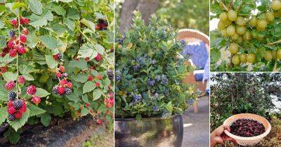 19 Best Types of Wild Berries to Grow in Garden - balconygardenweb.com - county Garden
