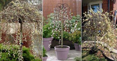 Everything About Growing Pussy Willow - balconygardenweb.com