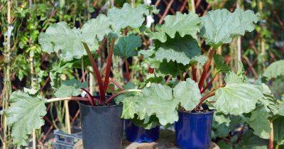 How to Grow Rhubarb in Containers - gardenerspath.com - state Alaska