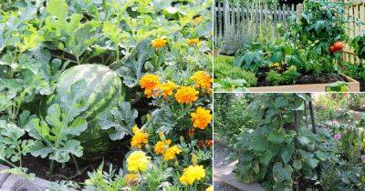 14 Companion Planting Combination Ideas - balconygardenweb.com