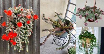 24 Best Trailing Succulents For Hanging Baskets - balconygardenweb.com