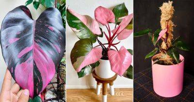 Pink Princess Philodendron Care Tips and Growing Guide - balconygardenweb.com