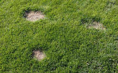 How To Patch Holes In Your Lawn - southernliving.com - Georgia