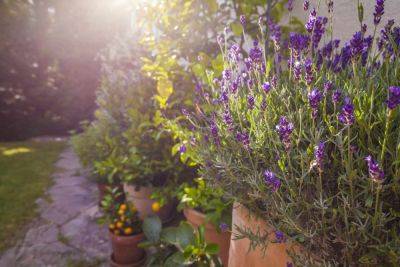 The 10 Best Perennial Herbs For Your Garden - southernliving.com