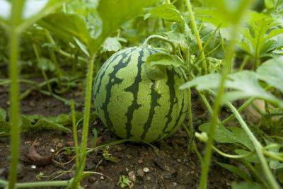 How To Grow And Care For Watermelon - southernliving.com