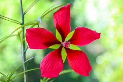 How To Grow And Care For Texas Star Hibiscus - southernliving.com - state Texas - state Hawaii