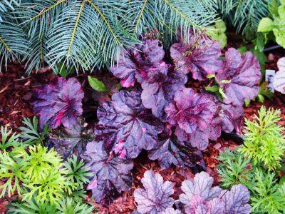 How To Grow And Care For Heuchera - southernliving.com