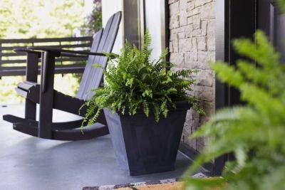 15 Best Potted Plants For Shaded Porches - southernliving.com