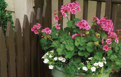 How To Plant And Care For Geraniums In Containers - southernliving.com