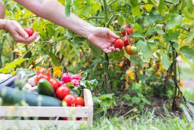 13 Vegetables That Are Easy To Grow - southernliving.com