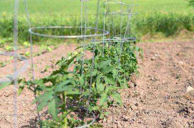 How To Use A Tomato Cage - southernliving.com
