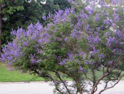 How To Grow And Care For Chaste Tree - southernliving.com