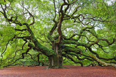 10 Types Of Oak Trees You Can Plant In The South - southernliving.com - Georgia
