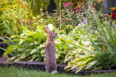 8 Ways To Keep Animals Out Of Your Garden - southernliving.com - Georgia