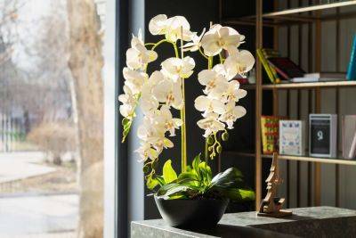 The Best Types Of Orchids For Houseplants - southernliving.com