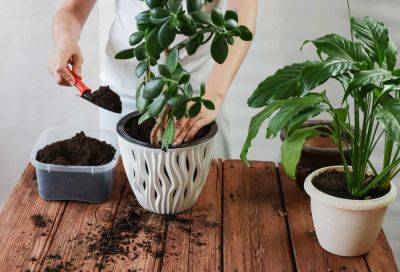 How To Repot A Plant Correctly So It'll Flourish - southernliving.com