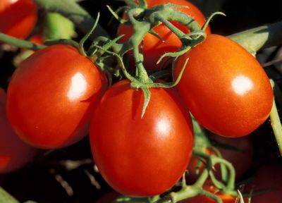 How To Grow And Care For Early Girl Tomatoes - southernliving.com - Usa - France