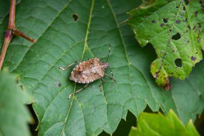 What To Do About Stink Bugs In Your Home And Garden - southernliving.com - state Texas - state Pennsylvania - state Florida - state Louisiana - state Arkansas
