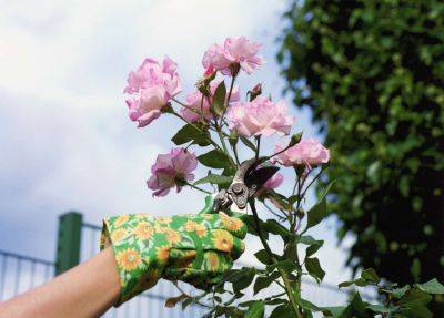 How To Prune And Deadhead Roses - southernliving.com