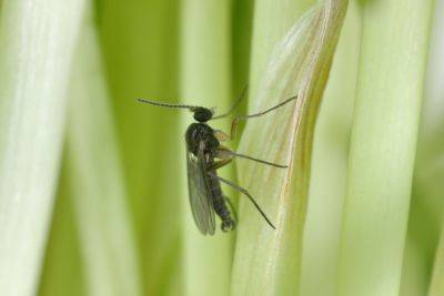 How To Get Rid Of Fungus Gnats - southernliving.com