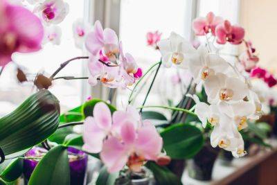 How To Grow And Care For Orchids So They'll Last For Years - southernliving.com