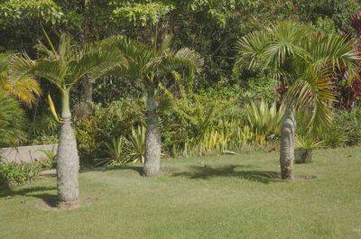 16 Different Palm Tree Varieties For Every Type Of Landscape - southernliving.com - county Hardy