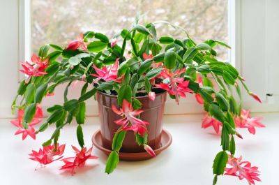 How To Grow And Care For A Christmas Cactus - southernliving.com - Brazil